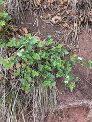 Physocarpus monogynus