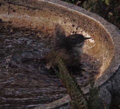 Sericornis frontalis frontalis