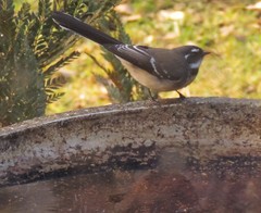 Rhipidura albiscapa alisteri