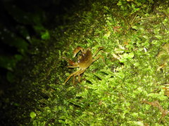 Geothelphusa bicolor