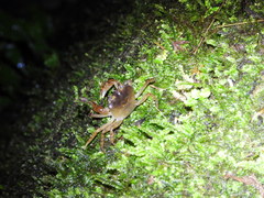 Geothelphusa bicolor