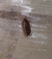 Trachelipus rathkii