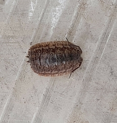 Trachelipus rathkii