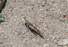 Sphingonotus corsicus