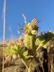 Phacelia imbricata imbricata