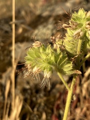 Phacelia imbricata imbricata