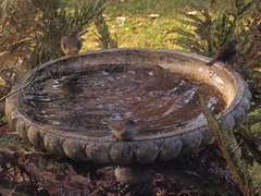 Sericornis frontalis frontalis