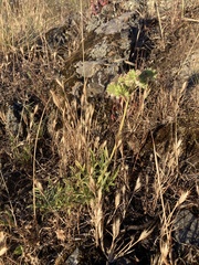 Phacelia imbricata imbricata