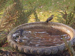 Rhipidura albiscapa alisteri