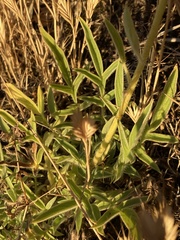 Phacelia imbricata imbricata