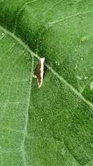 Diduga taiwana