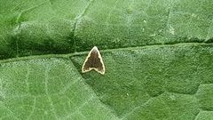 Diduga taiwana