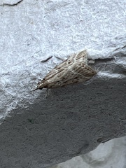 Eudonia pallida