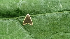 Diduga taiwana
