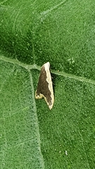 Diduga taiwana