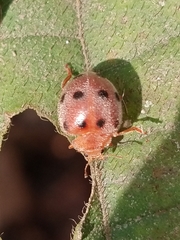 Henosepilachna indica
