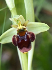 Ophrys × nouletii