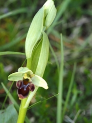 Ophrys × nouletii
