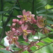 Cassia javanica renigera - Photo (c) Dinesh Valke, algunos derechos reservados (CC BY-NC-ND)
