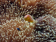Amphiprion pacificus