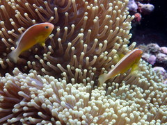Amphiprion pacificus