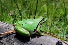 Hyla plicata