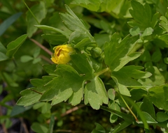 Ranunculus occidentalis ultramontanus