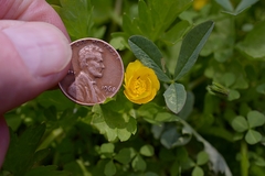Ranunculus occidentalis ultramontanus