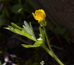 Ranunculus occidentalis ultramontanus