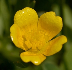 Ranunculus occidentalis ultramontanus