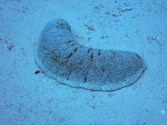 Holothuria fuscopunctata