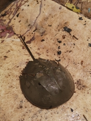 Carcinoscorpius rotundicauda