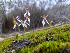 Eriochilus pulchellus