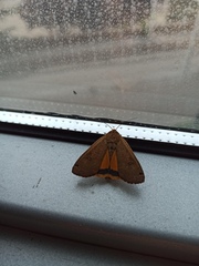 Noctua comes