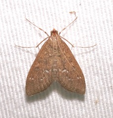 Mecyna mustelinalis