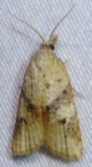 Platynota labiosana
