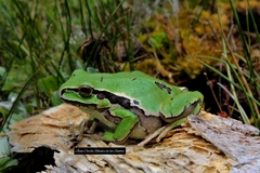 Hyla plicata