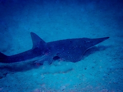 Rhynchobatus australiae