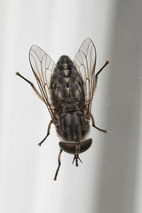 Tabanus autumnalis