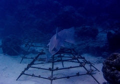 Rhynchobatus australiae