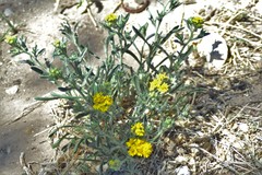 Psilostrophe gnaphalodes