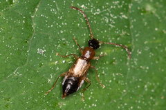 Anthophagus angusticollis