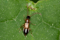 Anthophagus angusticollis