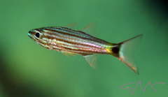 Cheilodipterus artus