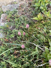 Tofieldia coccinea