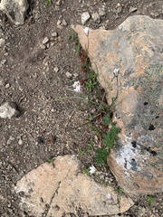 Gagea serotina