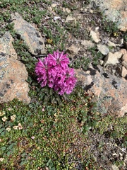 Pedicularis lanata