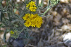 Psilostrophe gnaphalodes