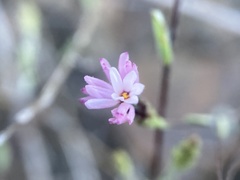 Lessingia micradenia micradenia