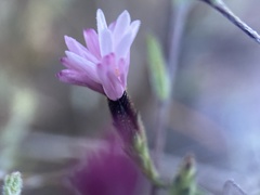 Lessingia micradenia micradenia